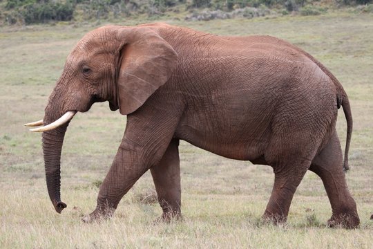 African Elephant Walking