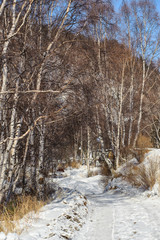 Birch forest