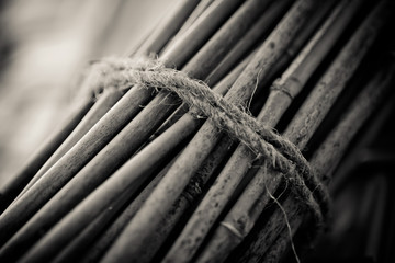 Bundle of bamboo stalks