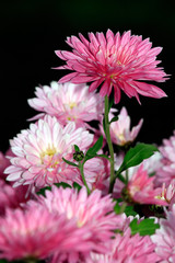 Obraz premium Pink dahlia bush