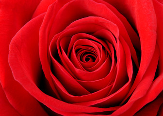 Red rose background closeup