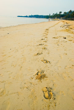 Horse Hoof Prints In The Sand