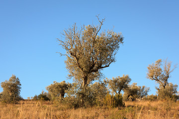 Olive Trees