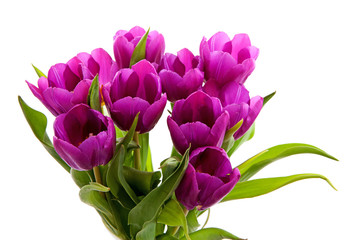 Bouquet of purple Dutch tulips