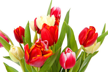 Colorful Dutch tulips in closeup