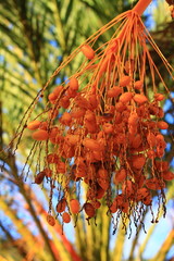 Tropical Palm Fruit over natural background