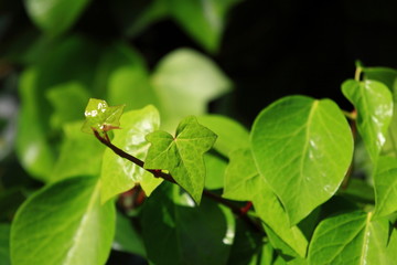 Green leaves with sun ray shallow