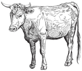 cow - black and white sketch