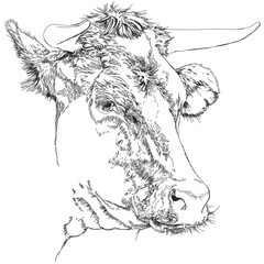 cow - black and white sketch