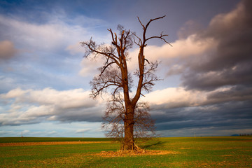 Fototapeta na wymiar Memorable oak on the autumn field after storm