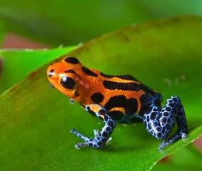 Muurstickers red poison dart frog © kikkerdirk