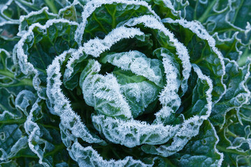 Frost on Brussels Sprouts