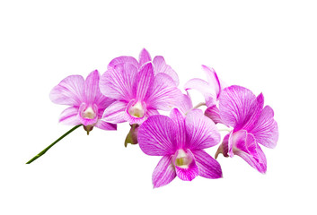 Pink orchid on white