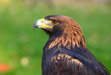 Golden eagle
