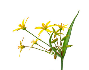 Small yellow lily (Gagea lutea)