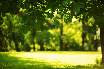 Spring Park