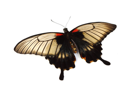 Papilio Lovii
