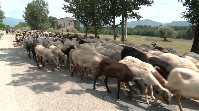 transumanza