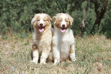 deux bergers australien coll&eacute;s