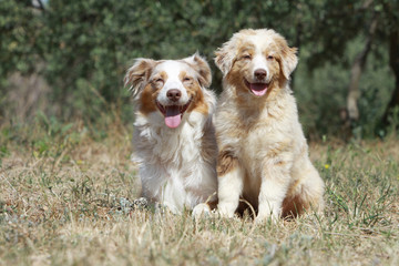 deux bergers australiens heureux