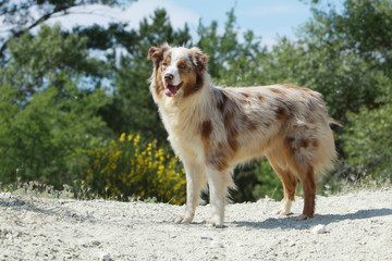 australian shepherd on profile © Dogs