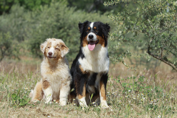 maman berger australien et son chiot