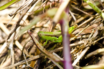 grasshopper in green nature