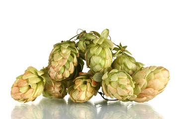 beautiful green hop isolated on white