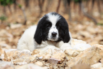 Fototapeta premium chiot landseer allongé