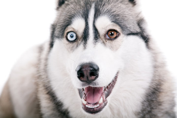 Dog on a white background.