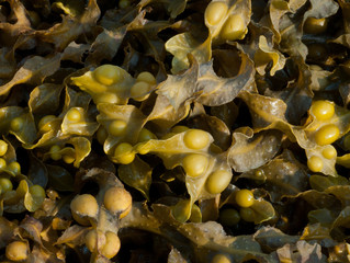 Bladderwrack Seaweed 2