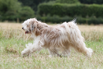 démarche ample du terrier du tibet au pas