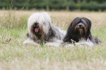 deux terriers du tibet allongés
