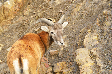 Young mouflon