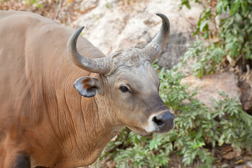 Banteng or Red Bull
