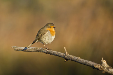 rouge gorge