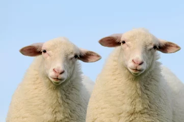 Deurstickers Schaap twee schapen
