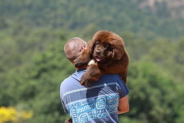 terre neuve dans les bras de son maître © Dogs