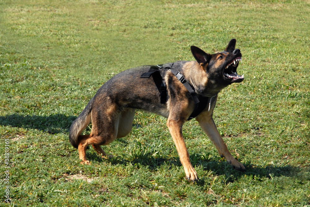 Wall mural aggressive german shepherd