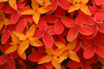 Ashoka flowers, Popular flowers grows in Southern India