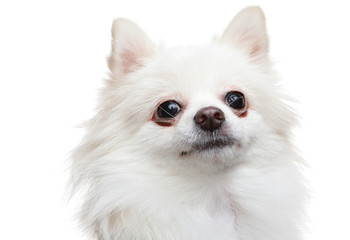 white pomeranian dog