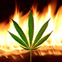 Cannabis leaf with fire on background