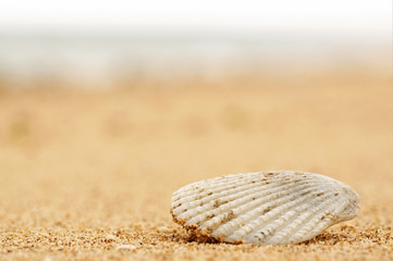 Seashell on Beach