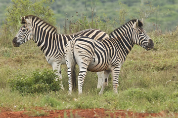 Fototapeta na wymiar Two Zebra's