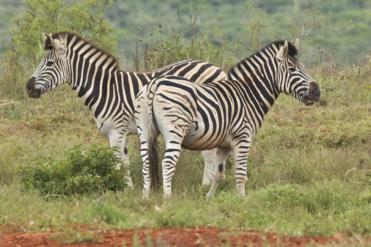 Fototapeta Two Zebra's