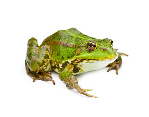 green water frog isolated on white