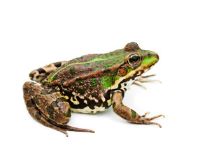 green water frog isolated on white