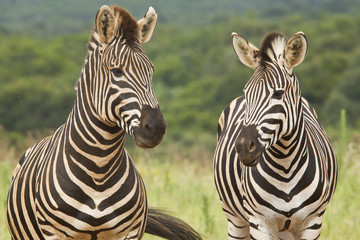 Fototapeta premium Standing Zebras