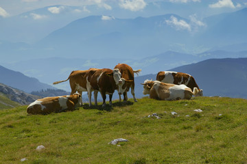 Fototapeta na wymiar The group of cows grazing on mountain meadow