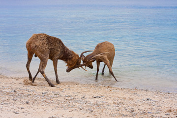 Two deer butt horns at ocean